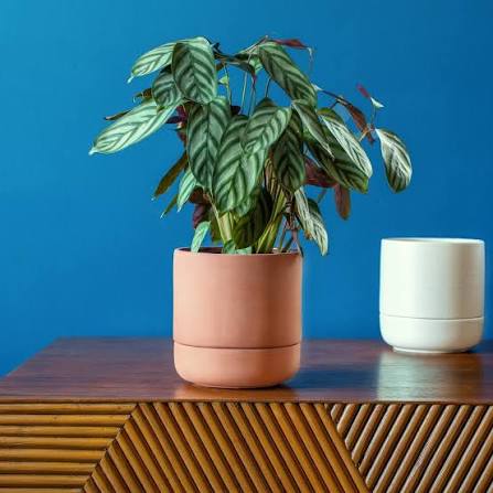 VERDE Pedestal Self-Watering Ceramic Planter (10 inch)